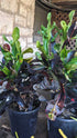 Croton Corkscrew