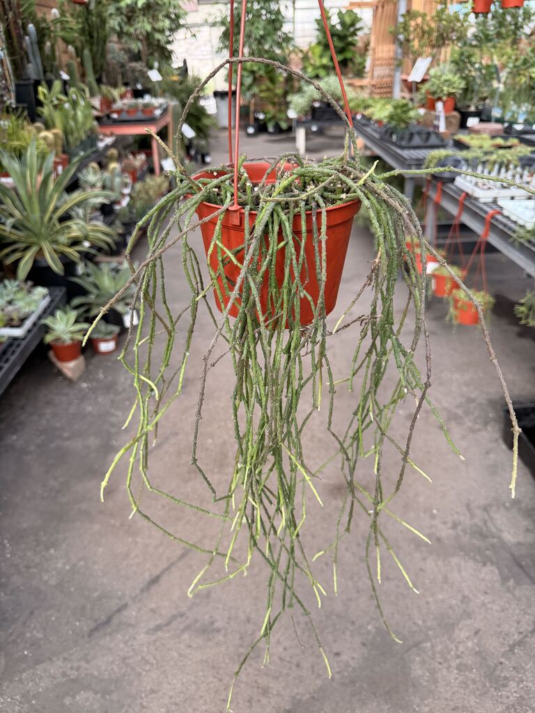 Cynanchum Marnierianum Stick Plant