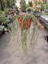 Cynanchum Marnierianum Stick Plant