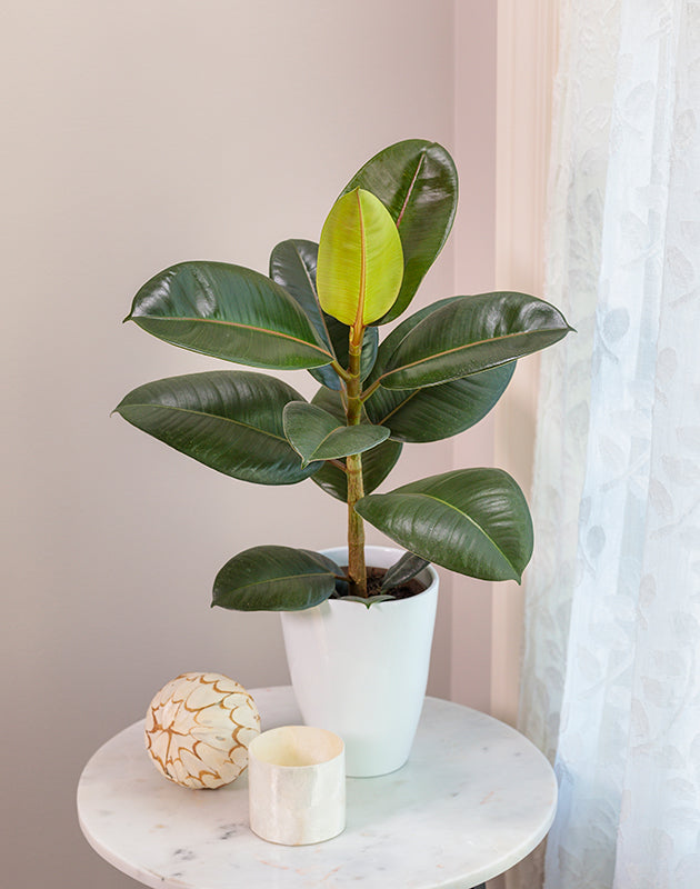 4" Ficus Elastica Robusta