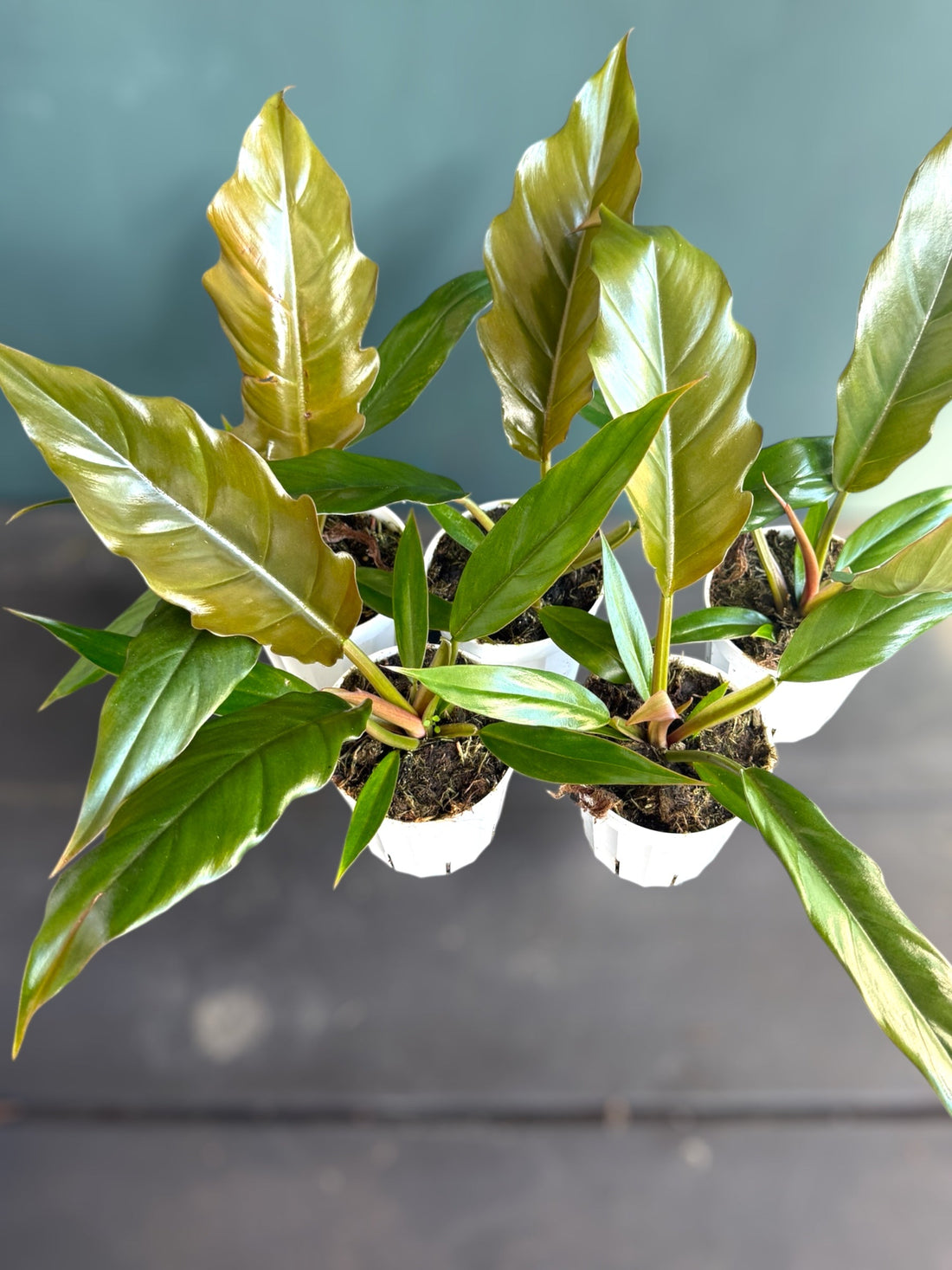 4" Philodendron Pluto Green plant photo