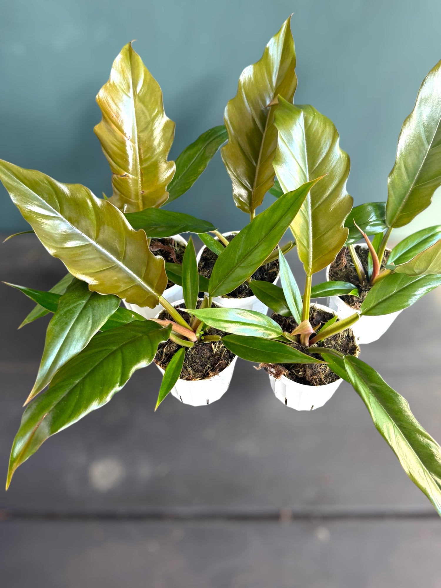 4" Philodendron Pluto Green plant photo