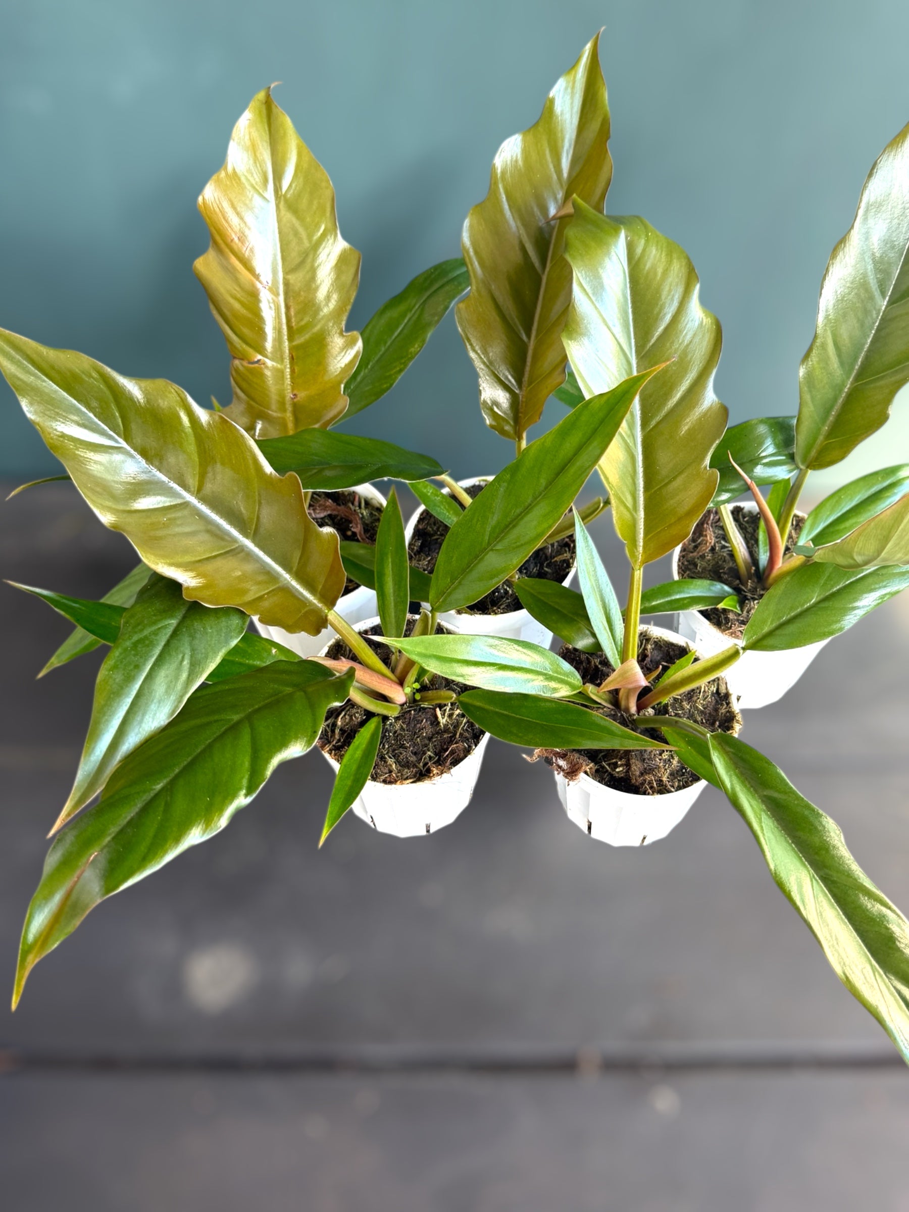 4" Philodendron Pluto Green plant photo