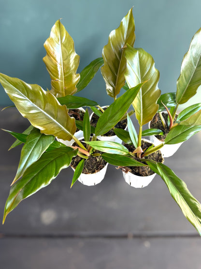 4" Philodendron Pluto Green plant photo