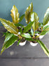 4" Philodendron Pluto Green plant photo
