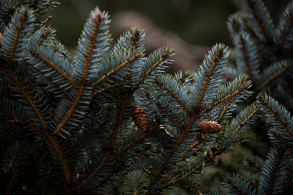 Spruce &