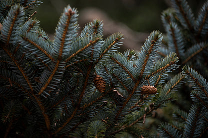 Spruce &