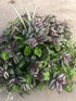 11" Foliage Combo Basket plant photo
