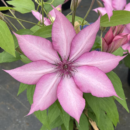 Clematis &