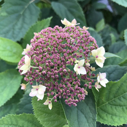 Hydrangea &