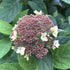 Hydrangea &