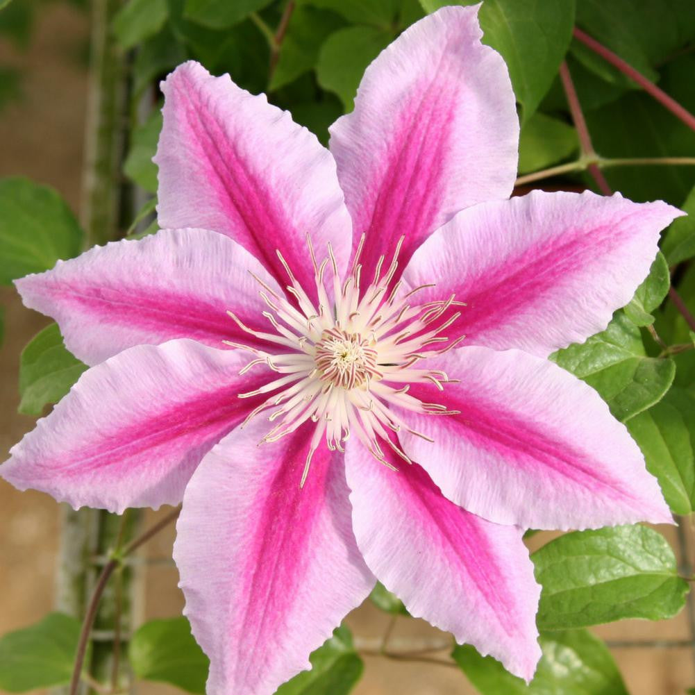 2 GAL Dr. Ruppel Clematis plant photo
