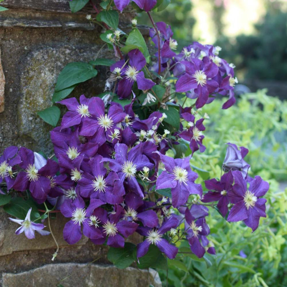 Clematis Jackmanii 19cm plant photo