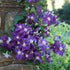 Clematis Jackmanii 19cm plant photo