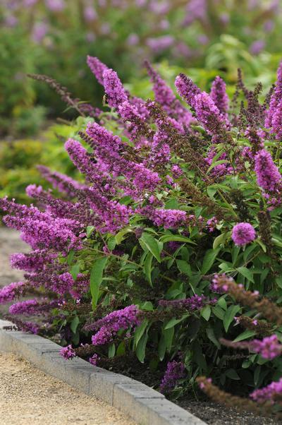 Butterfly Bush &