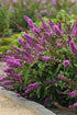Butterfly Bush &