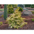 False Cypress &
