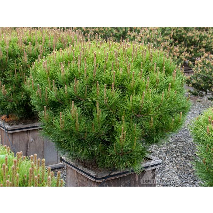 Pine &