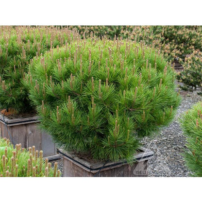 Pine &