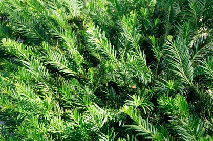Yew &