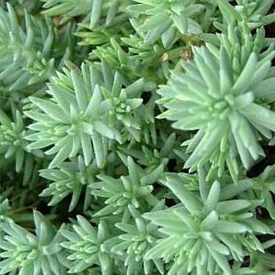 Blue Spruce Sedum pck plant photo