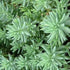 Blue Spruce Sedum pck plant photo