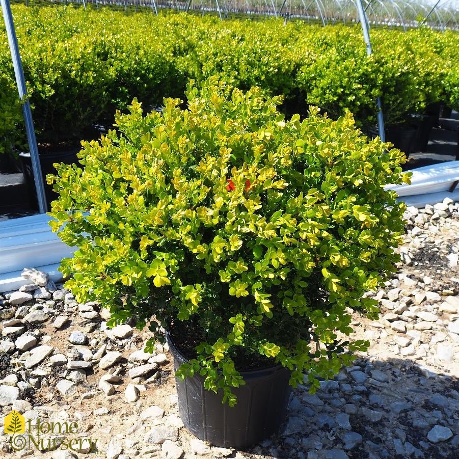 Boxwood &