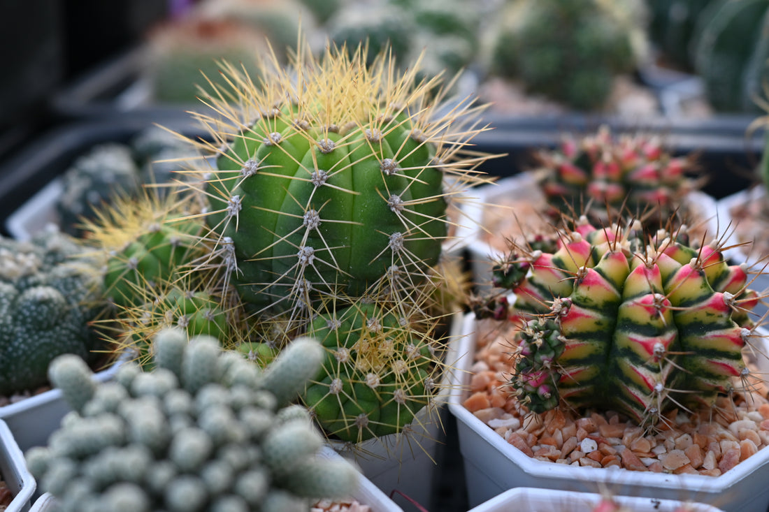4" Cactus Arizona Rainbow product photo