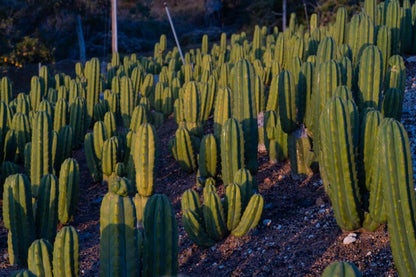 5g Cactus San Pedro plant photo