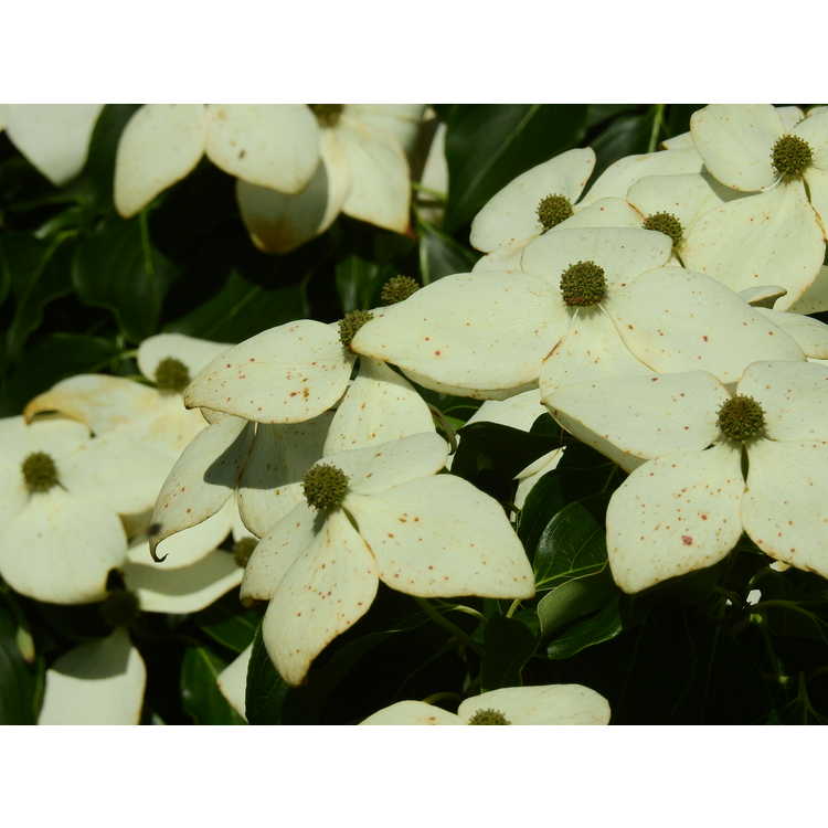 Dogwood &