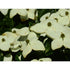 Dogwood &