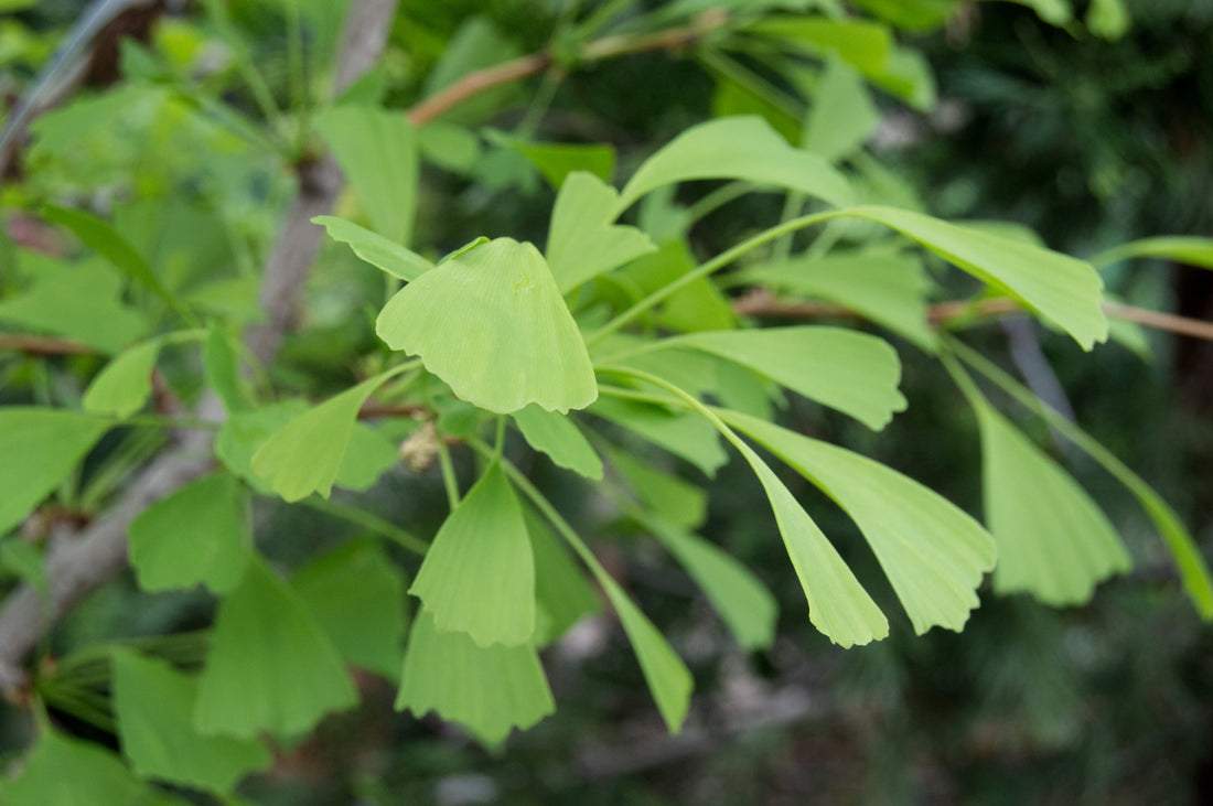 Ginkgo &