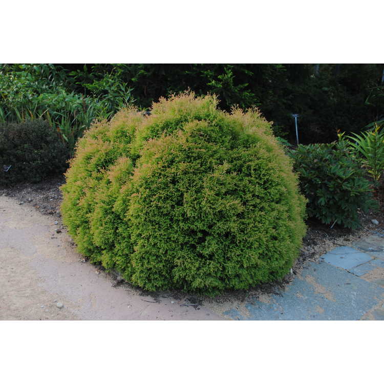 Arborvitae &