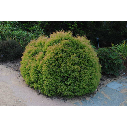 Arborvitae &