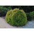 Arborvitae &