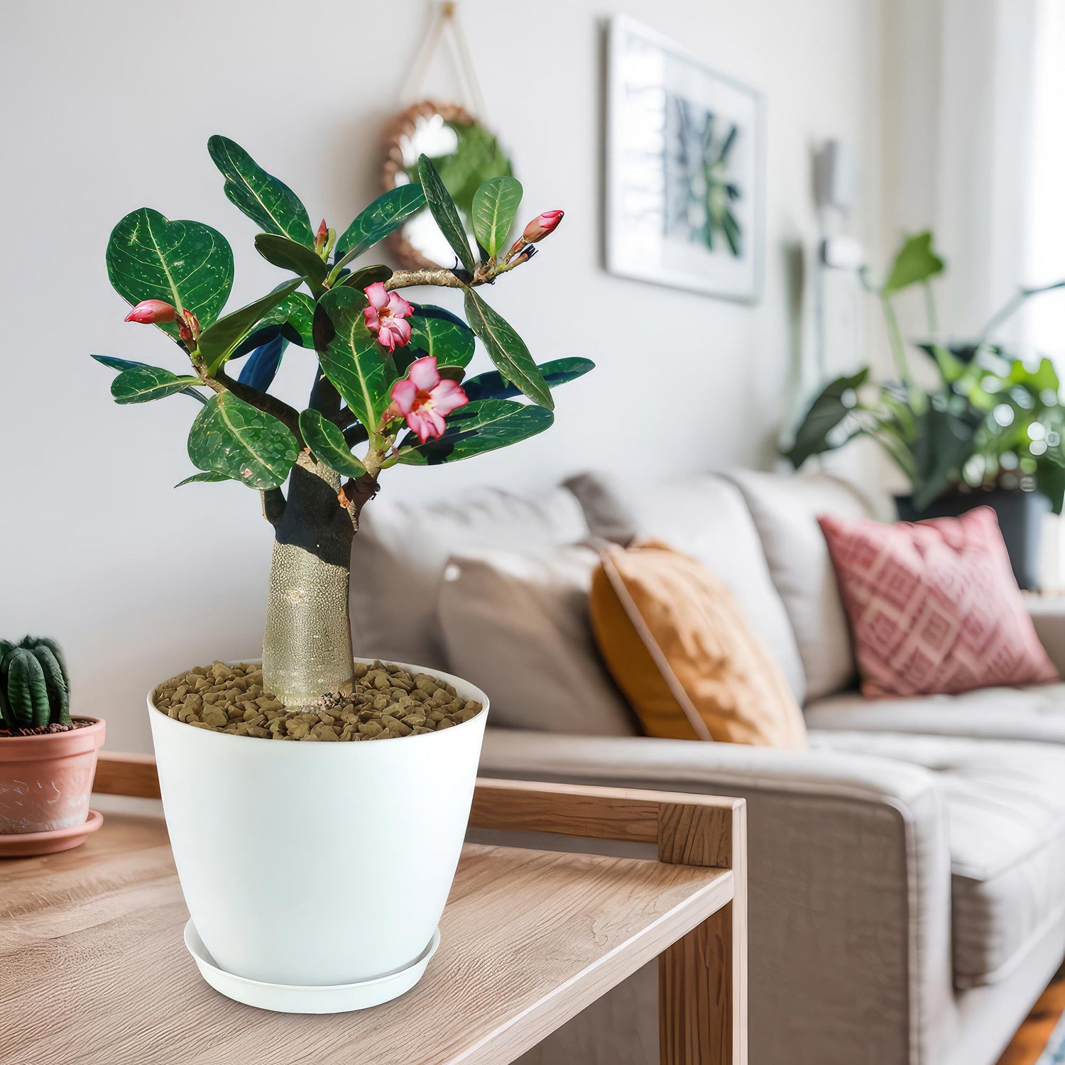 8" Adenium Desert Rose plant photo