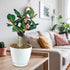 8" Adenium Desert Rose plant photo
