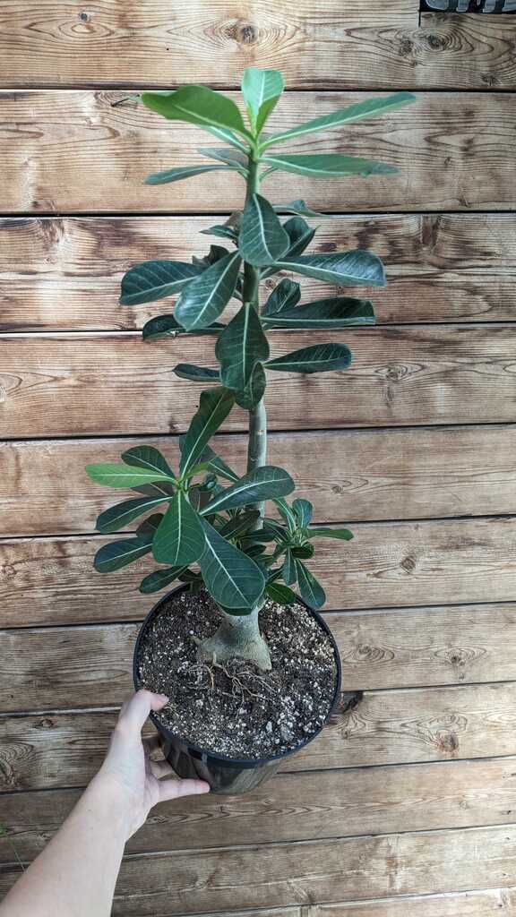 Desert Rose Large
