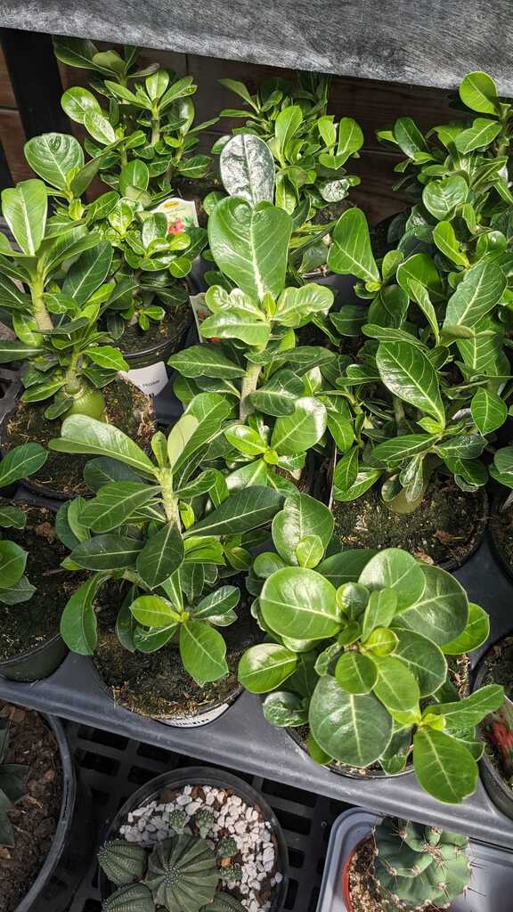 Desert Rose Small
