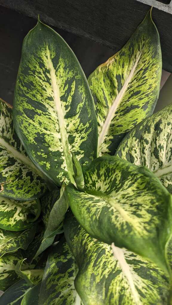 Dieffenbachia Subliem