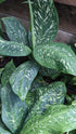 Dieffenbachia White Etna