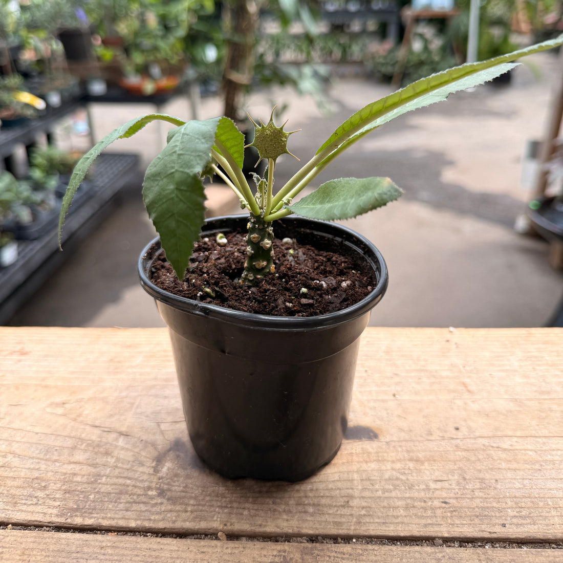 Dorstenia Foetida