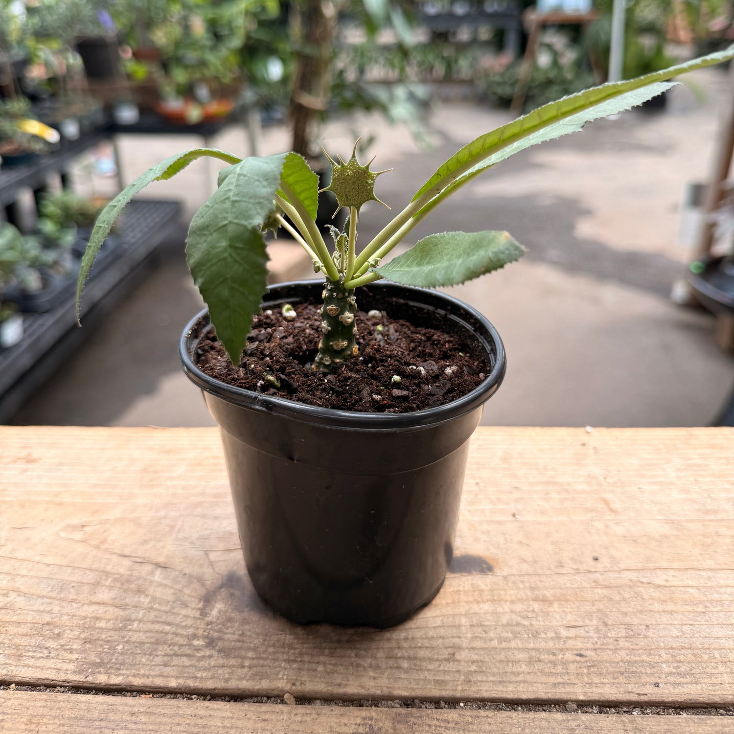 Dorstenia Foetida