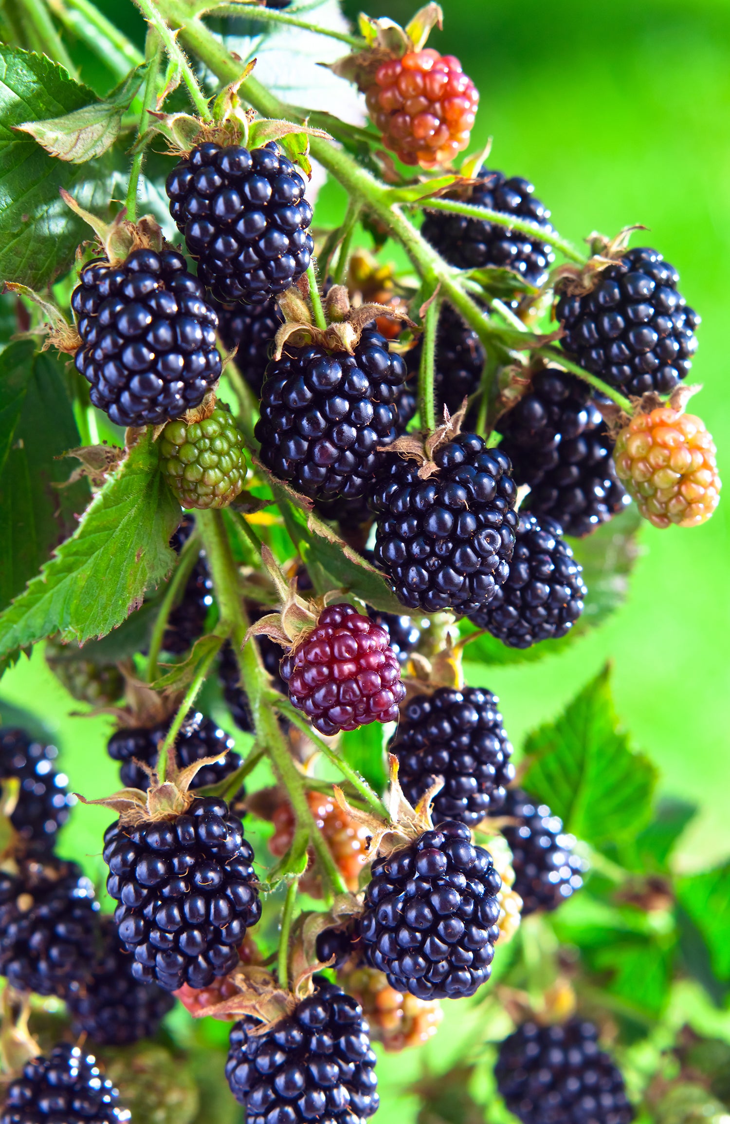 Rubus Arapaho Blackberry 1 gal plant photo
