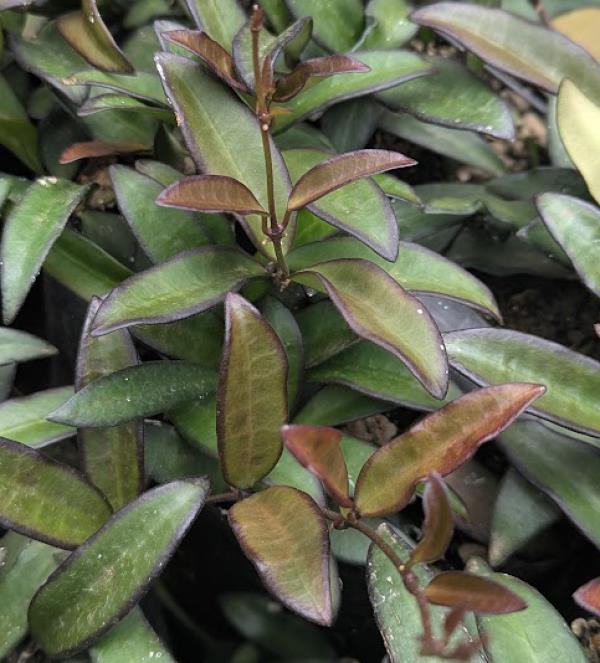 4" Hoya Rosita plant photo