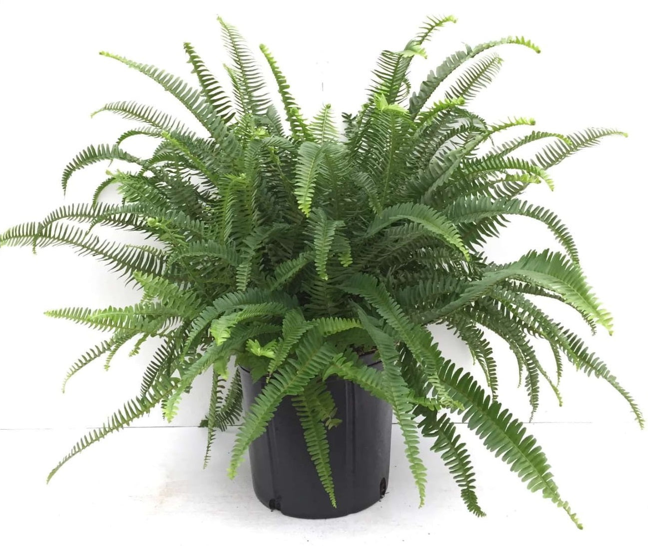 6" Fern Kimberly Queen plant photo