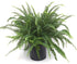 6" Fern Kimberly Queen plant photo
