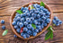 Blueberry Blueray 1 gal plant photo