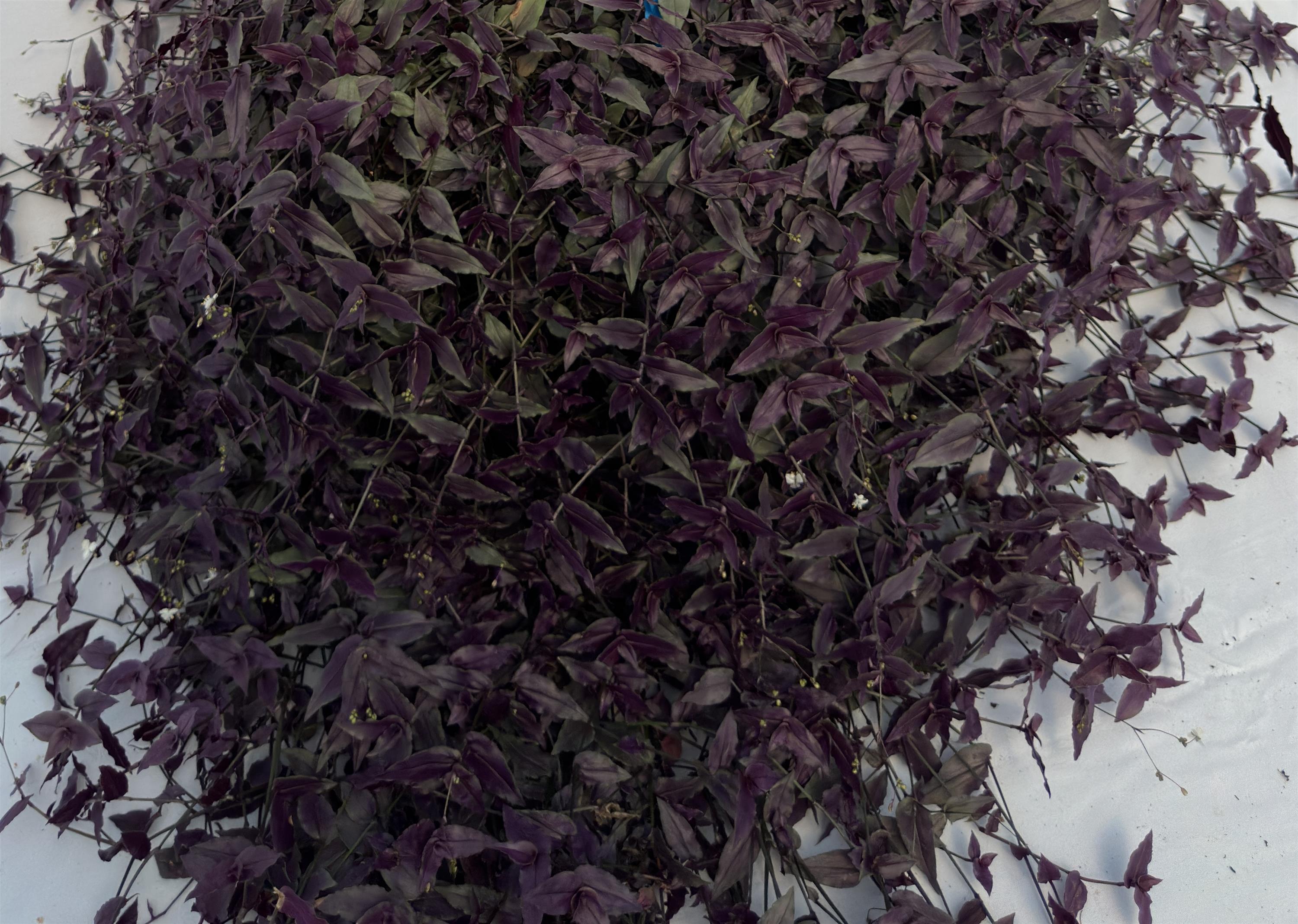 6" Tradescantia Bridal Veil plant photo