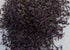 6" Tradescantia Bridal Veil plant photo